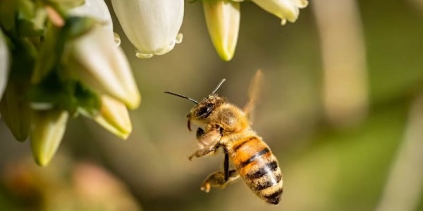 Qué son las abejas