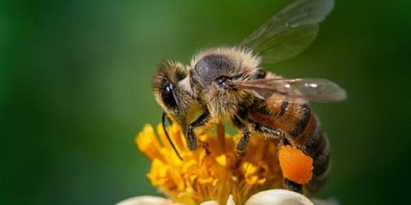 Partes de una abeja