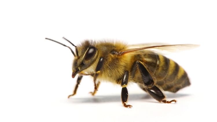 abdomen las abejas