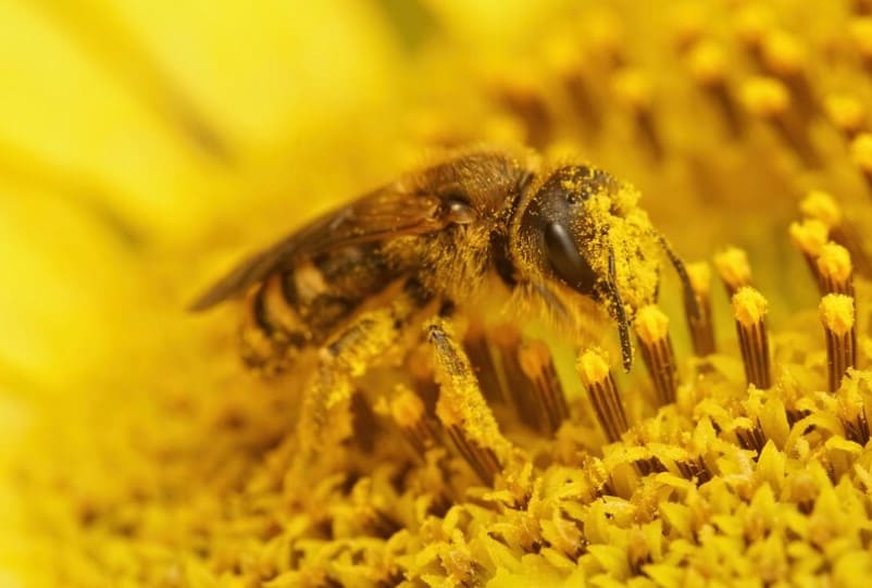 importancia de la polinización de las abejas es muy importante