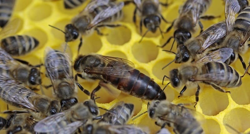 Supervivencia de la colmena, función de la abeja reina