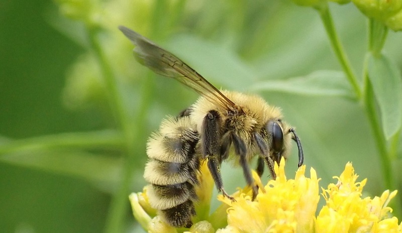 abejas Andrenidae