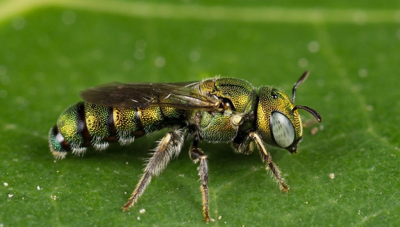 abejas Apidae