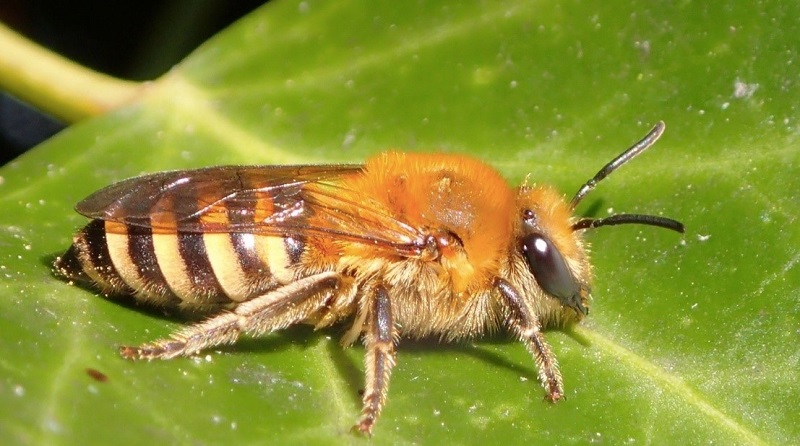 abejas Colletidae