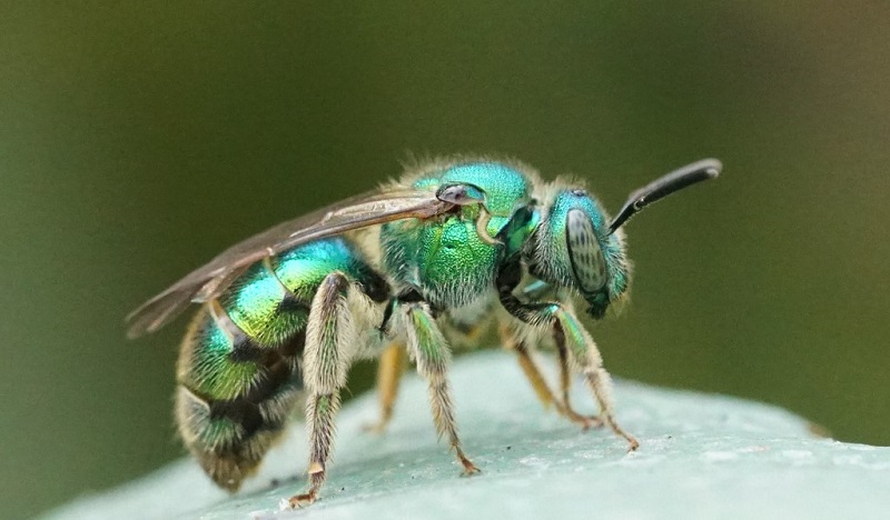 abejas Halictidae