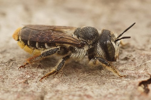 abejas Megachilidae