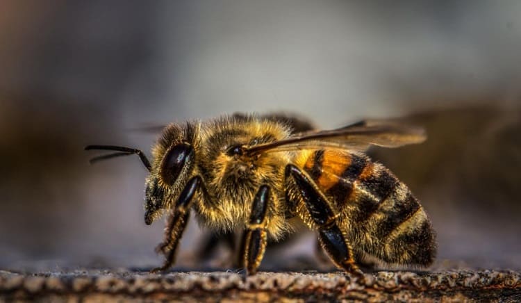 las abejas y miel sierraflor