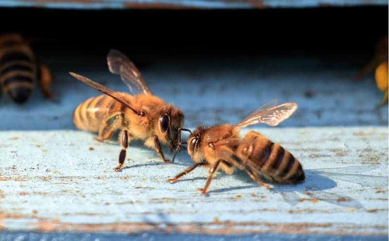 cómo se reproducen las abejas