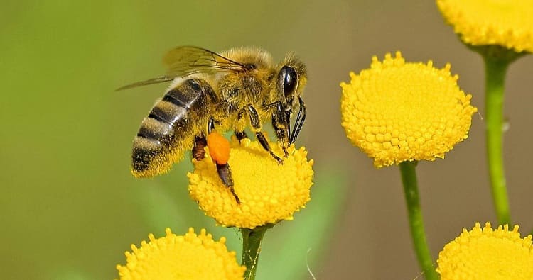 características de las abejas
