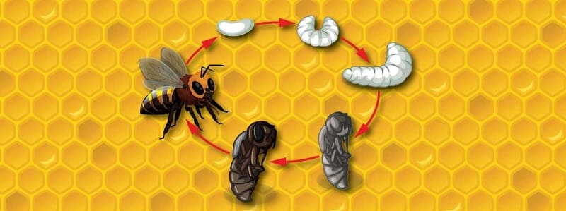 Ciclo de vida que tienen las abejas reinas