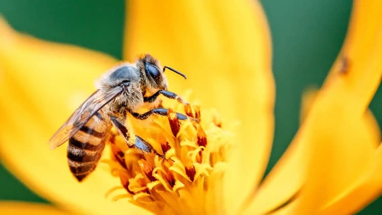 cómo usan las abejas las flores