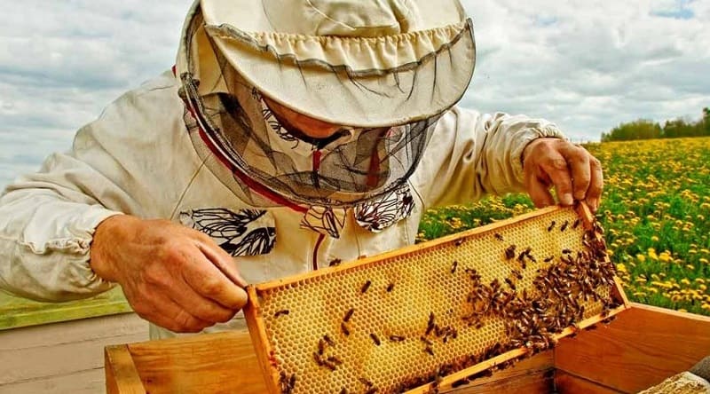 cuándo recolectar la miel