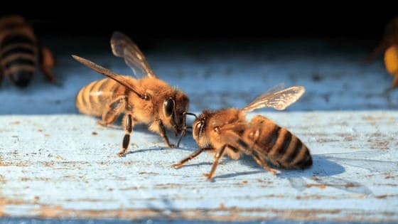 Cuánto vive una abeja reina