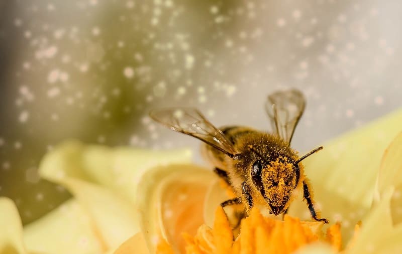 qué día es el día mundial de las abejas