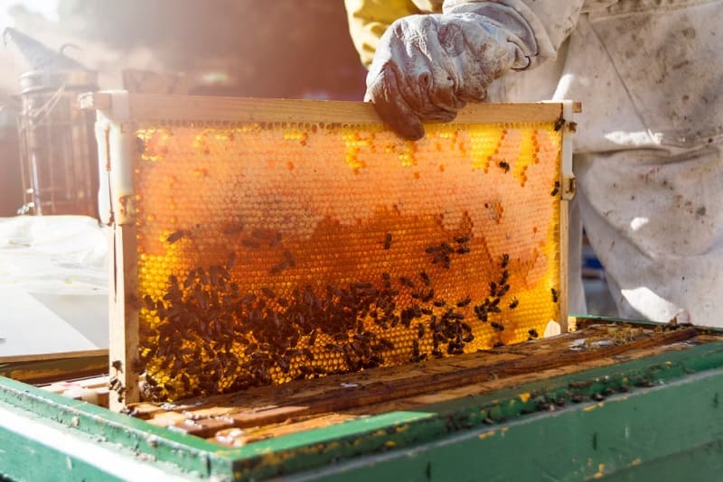 elaboración de la miel por parte de las abejas