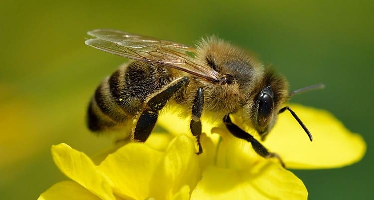 exoesqueleto de las abejas