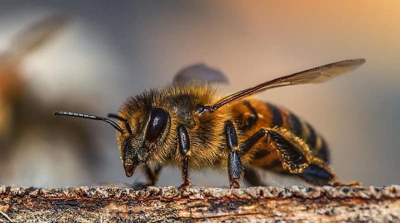 la importancia de las abejas en el proceso de polinización