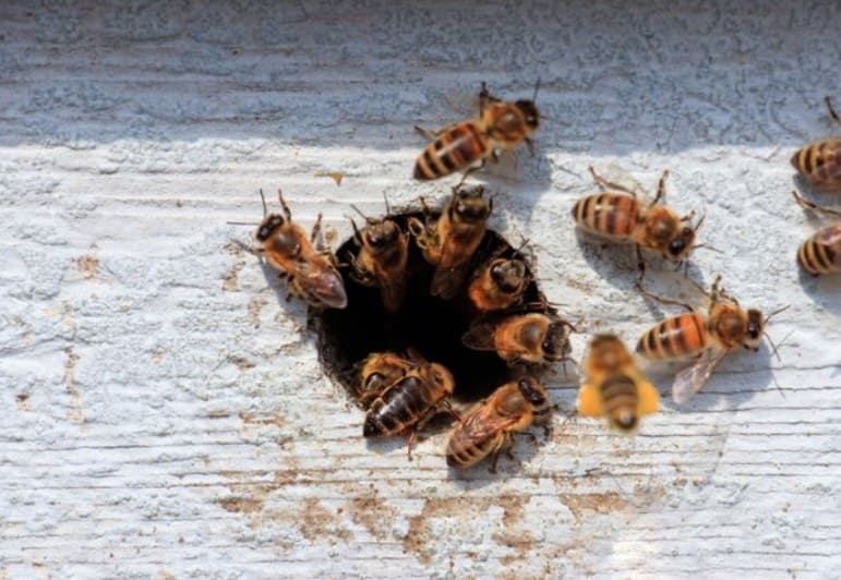 la danza de las abejas