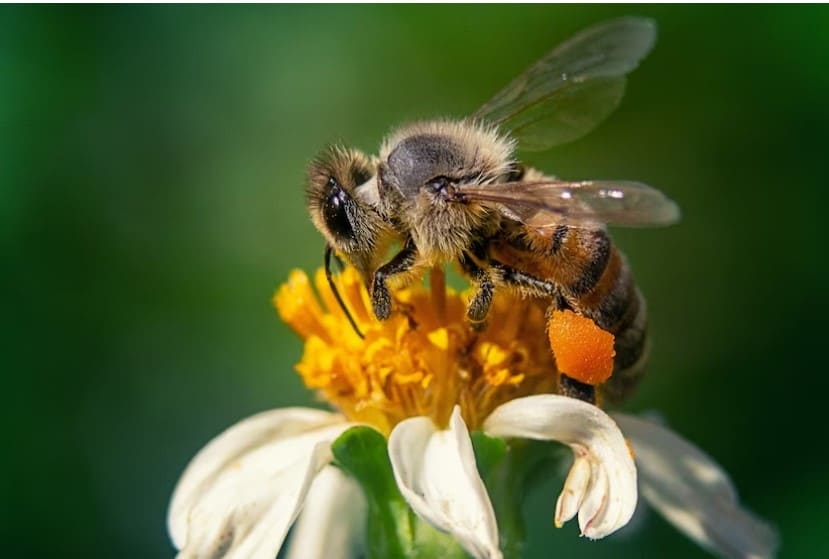 polinización de las abejas