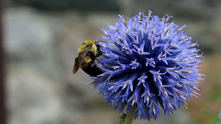 por qué las abejas producen miel
