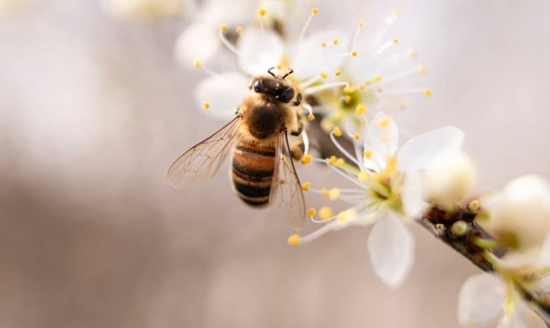 Por qué se celebra el día mundial de las abejas