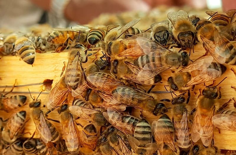 producción de miel