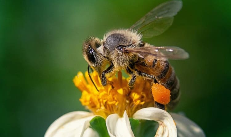 qué es un panal de abejas