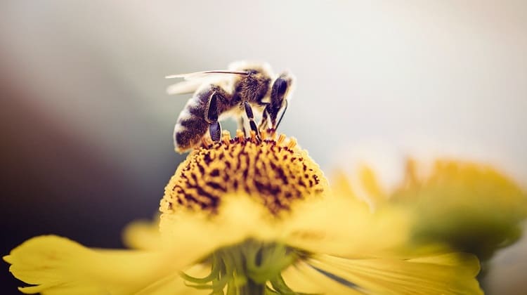 resolución de visión de las abejas