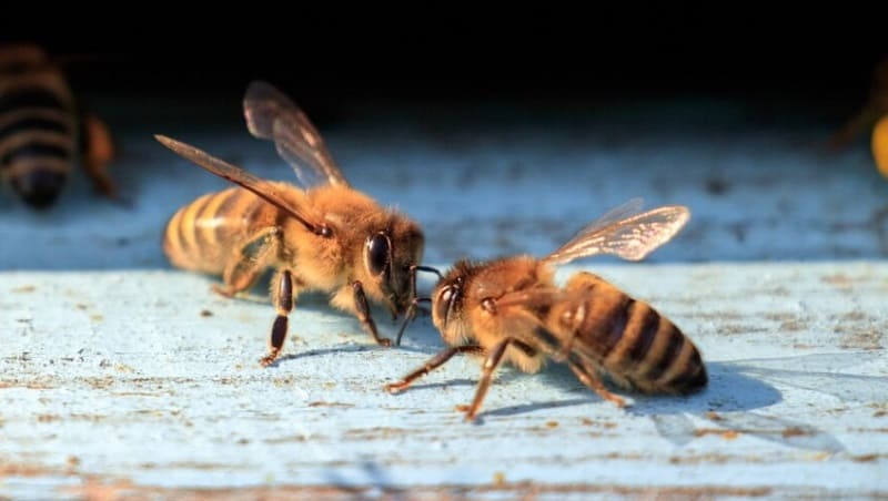 segregación de feromonas de las abejas