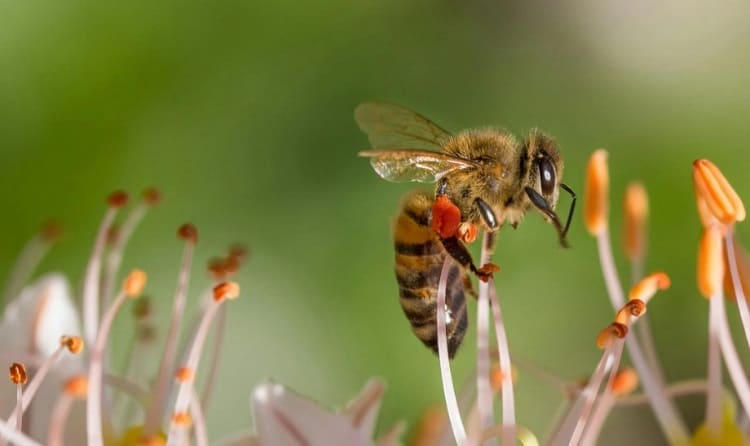 torax de las abejas