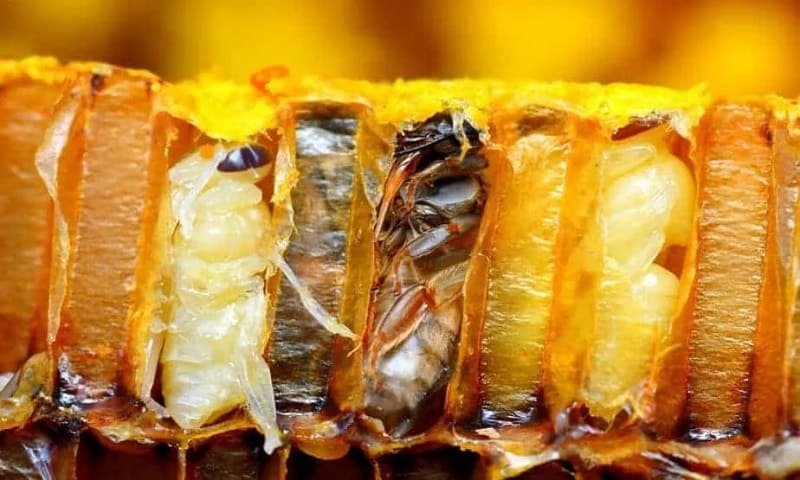 varroa destructor de abejas
