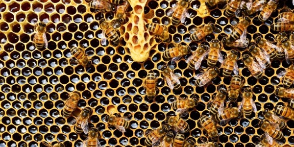 Cómo hacen miel las abejas