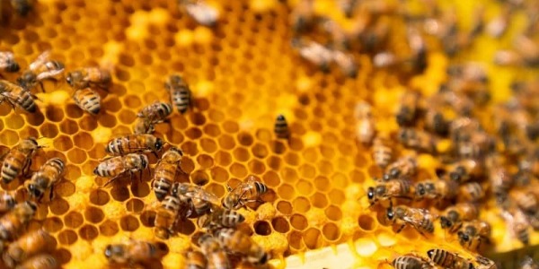 Todo lo que debes de saber sobre los panales de abejas