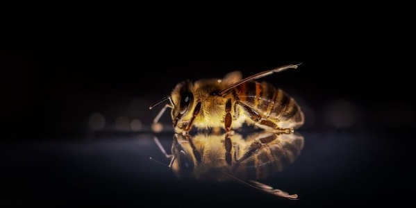 Día mundial de las abejas