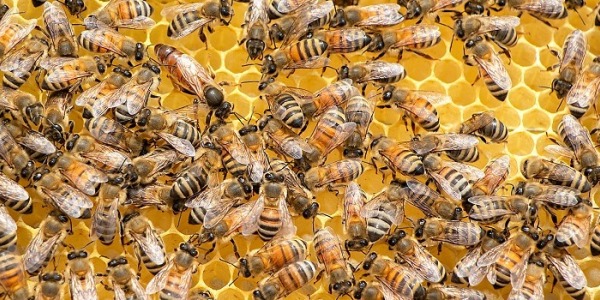 Los principales beneficios de la miel en la salud de las personas y el cuidado del medio ambiente