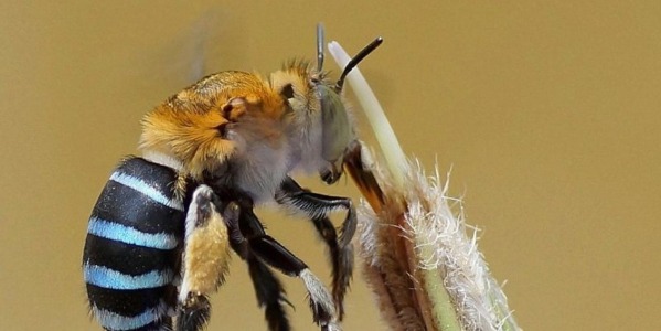 Tipos de abejas que existen