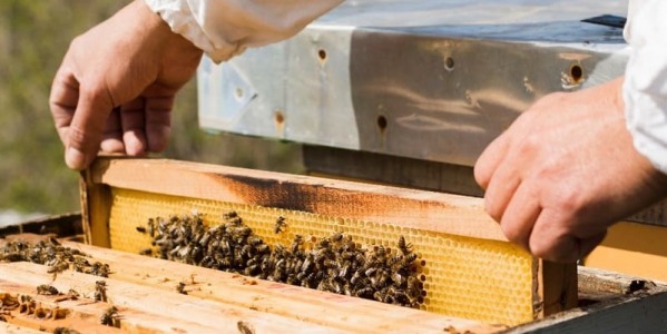 Extracción de la miel