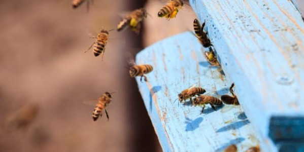 Cómo se comunican las abejas