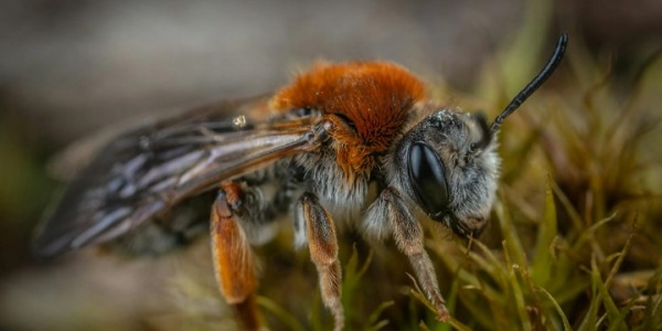 Cómo ven las abejas