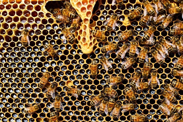 Cómo hacen miel las abejas