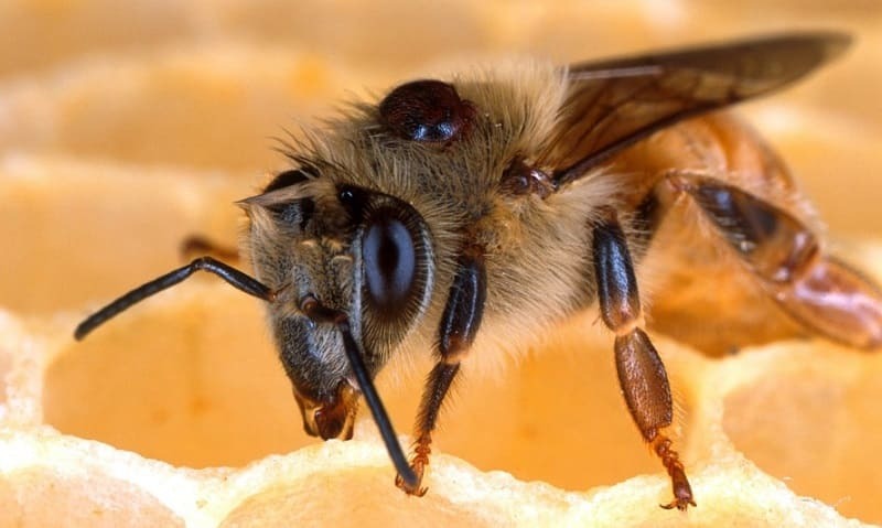 Varroa en las abejas todo lo que debes saber