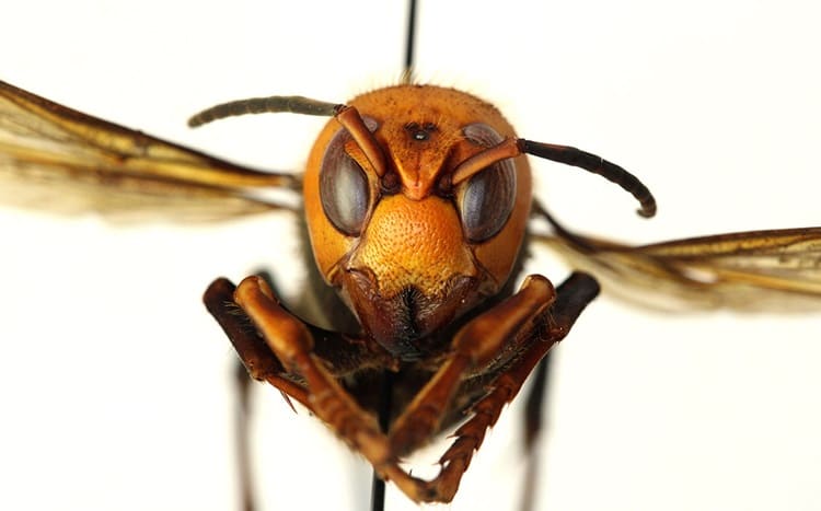 Ciclo de vida del avispón gigante