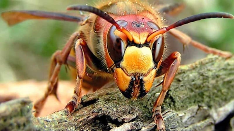 Dónde habita la avispa asiática gigante