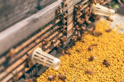 El polen en el ciclo de vida de las abejas