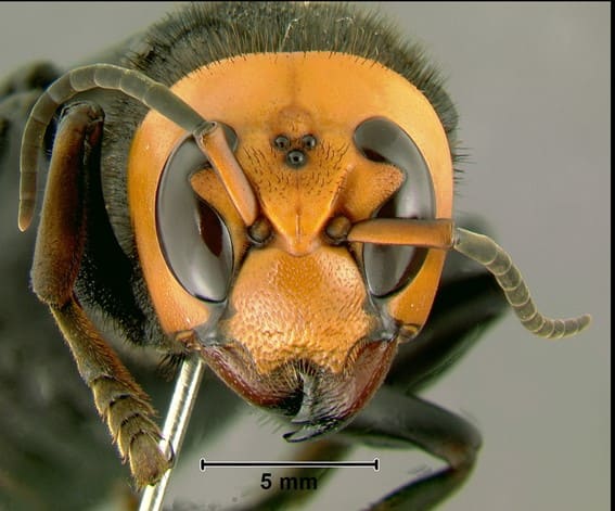 Vespa-mandarinia-picadura