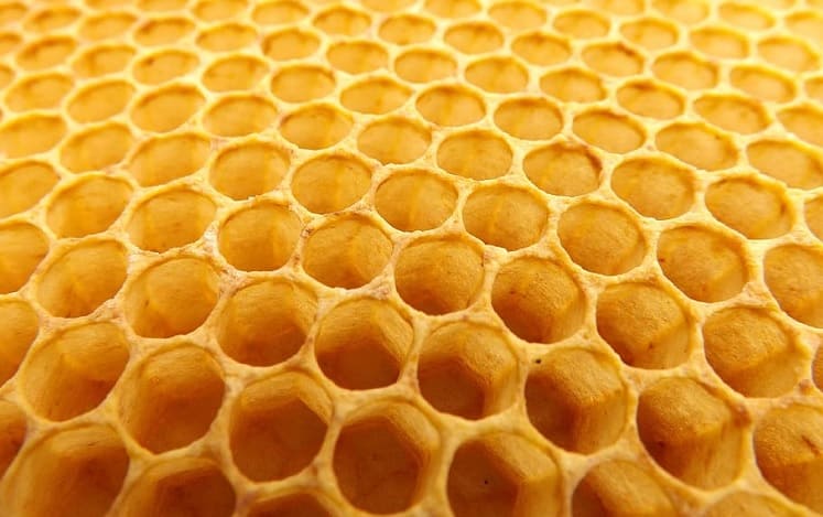 a-quien-llamar-para-quitar-panal-de-abejas