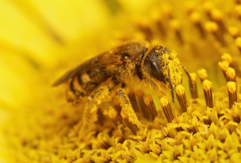 abeja-polinizadora