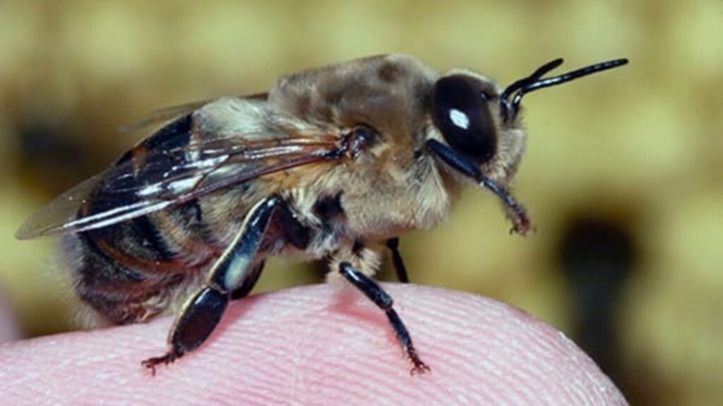 Imagen de abeja reina
