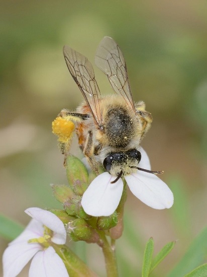 abejas-Melittidae