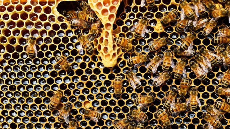 abejas adultas
